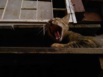 Cat yawning