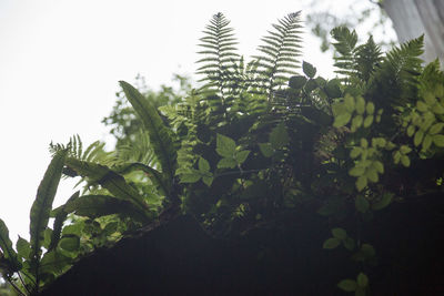 Close-up of fresh green plants