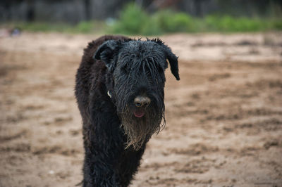 Wet black dog full of sand at the beach
