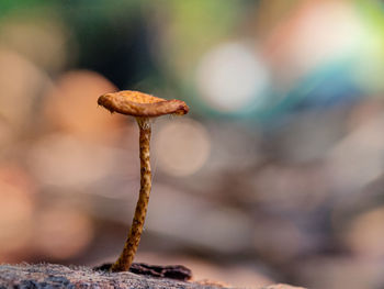 Close-up of mushroom growing on plant