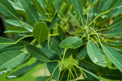 Close-up of green leaves on plant
