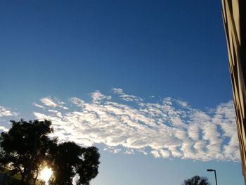 Low angle view of trees against blue sky