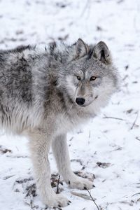 Close-up portrait of wolf on snow