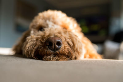 Close up of a dog's nose on couch