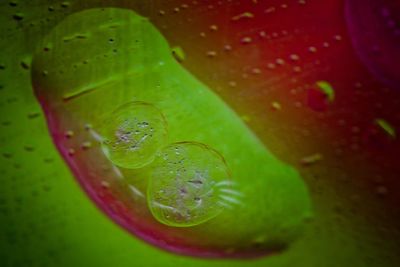 Close-up of water drops on leaf