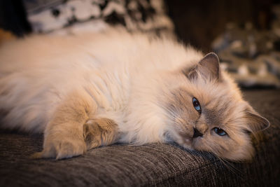 Close-up portrait of cat relaxing at home