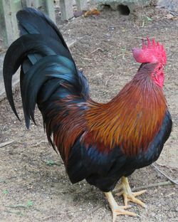 Close-up of rooster