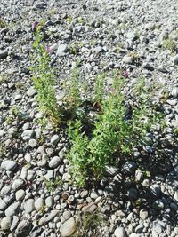 High angle view of flowering plants on rocks