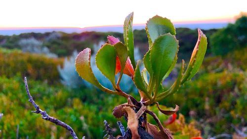 Close-up of plant against sky