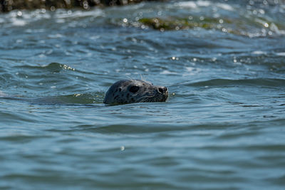 View of seal in sea