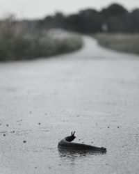 Close-up of a crab on the road