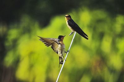 Close-up of bird perching on a plant