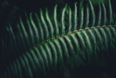 Full frame shot of green leaves