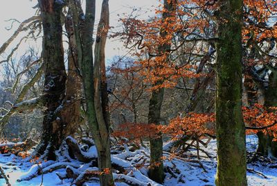Trees on snow covered landscape