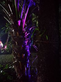 Close-up of purple flowering plants on field at night