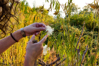 Close-up of woman hand holding plants on field