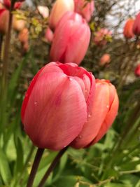 Close-up of red flower blooming outdoors
