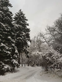 Trees on snow covered road against sky
