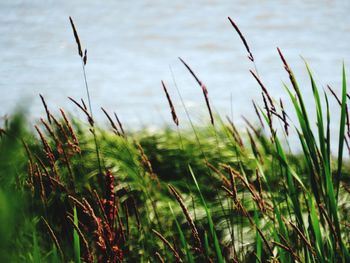 Close-up of grass on field by lake