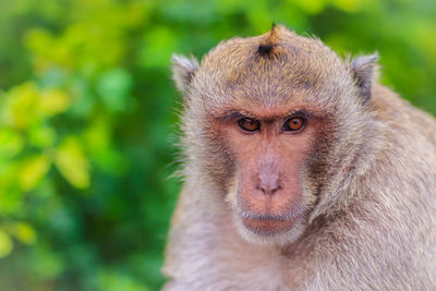 Close-up portrait of monkey