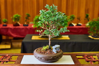 Potted plant on table