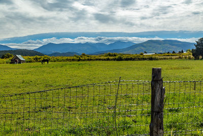 Scenic view of agricultural field against sky