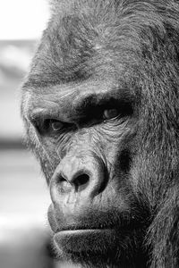 Close-up portrait of monkey