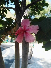 Close-up of pink flowers