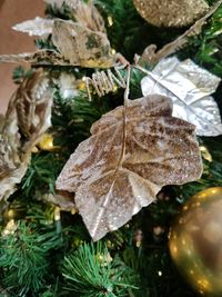 Close-up of leaf on tree