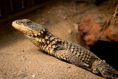 Close-up of lizard on sand