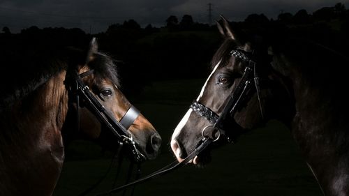 Close-up of horse