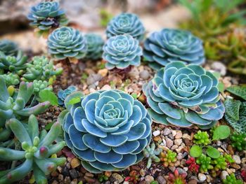 High angle view of succulent plant
