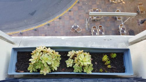 High angle view of plant box looking over balcony