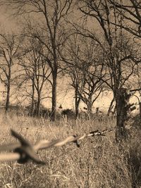 Bare trees on landscape