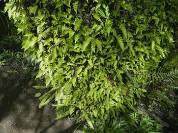 Green leaves