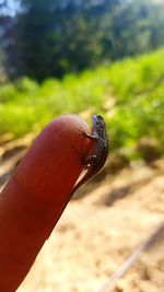 Close-up of hand feeding