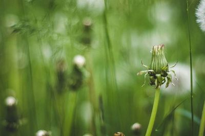 Close-up of flowering plant