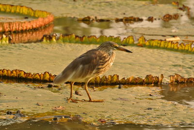 Bird stand on giant water lily in evening light.