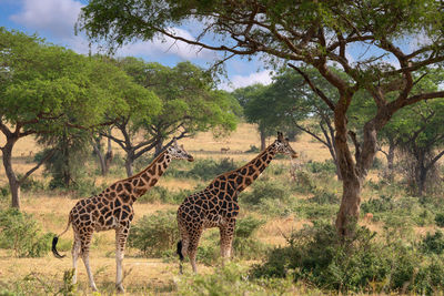 Baringo giraffe, giraffa camelopardalis, murchison falls national park, uganda