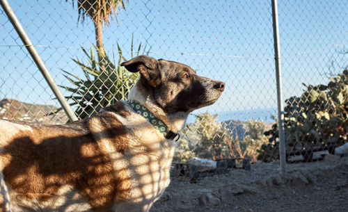 Dog looking at chainlink fence