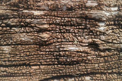 Full frame shot of tree trunk