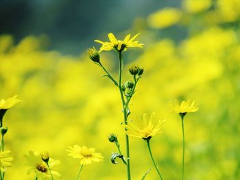 Close-up of yellow flowering plant on field