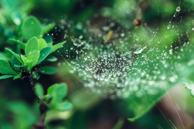 Close-up of water drops on plant leaves