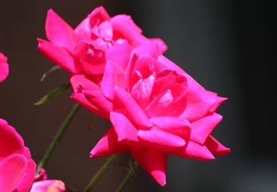 Close-up of pink rose