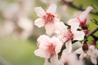 Close-up of pink cherry blossoms blooming outdoors