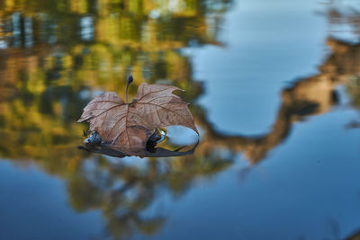Close-up of leaf floating on water