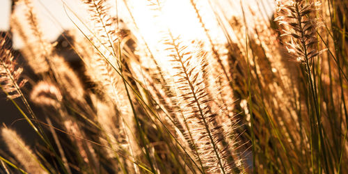 Close-up of wheat field