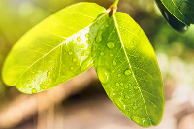 Close-up of wet leaves