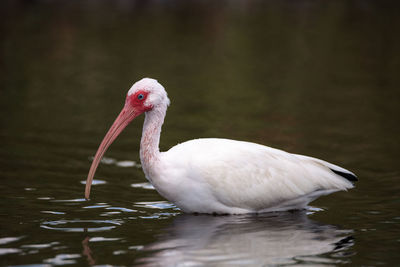 Close-up of duck in lake