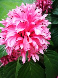 Close-up of flowers blooming in spring